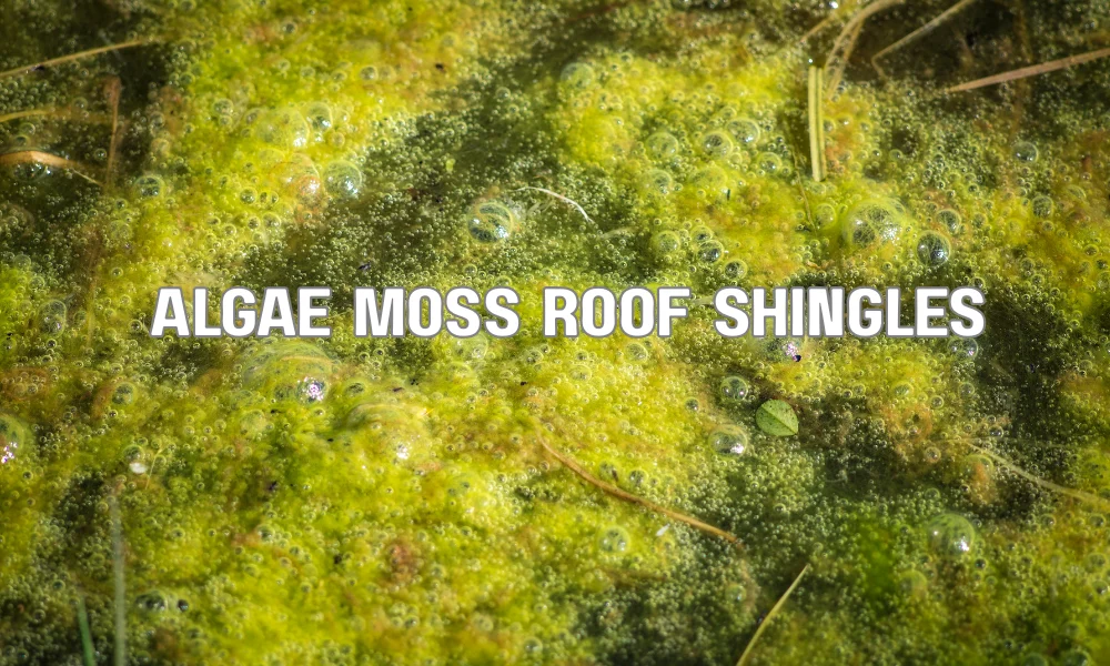 Storm-damaged asphalt roof shingles affected by Florida weather including wind, rain, and algae growth in Wilton Manors.