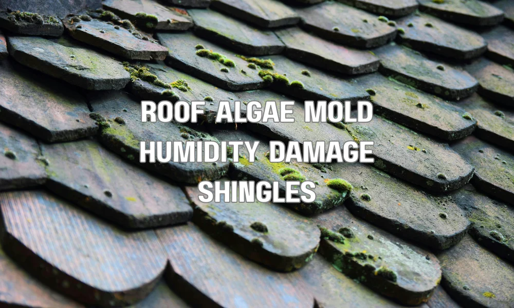 Roof shingles with algae and mold growth caused by high humidity and trapped moisture