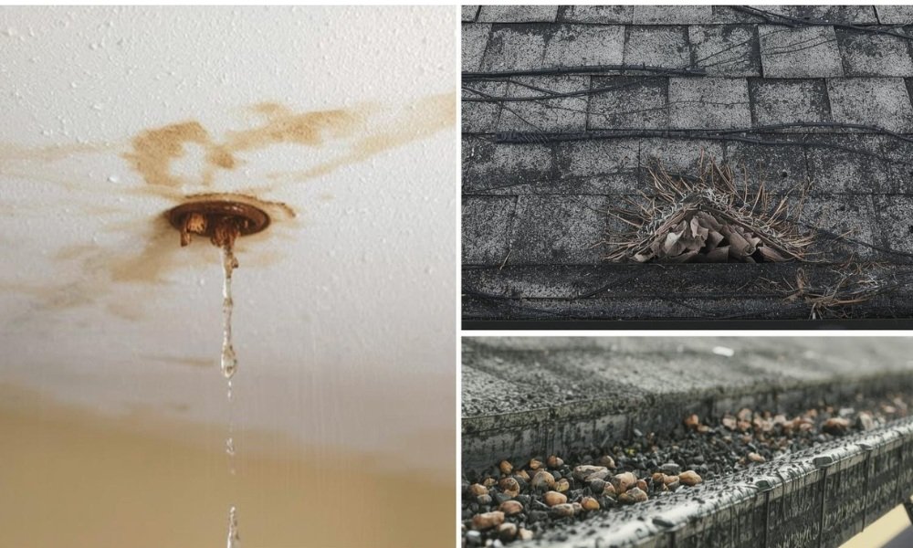 A comparison visual graphic illustrating common signs of roof damage in a Florida home, contrasting a ceiling water stain with worn asphalt shingles and granules in a gutter.